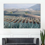 Tequila Jalisco Agave Field Wall Art