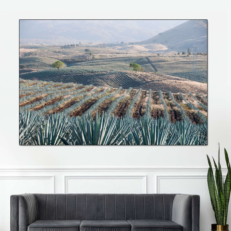 Tequila Jalisco Agave Field Wall Art
