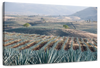 Tequila Jalisco Agave Field Wall Art