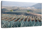 Tequila Jalisco Agave Field Wall Art