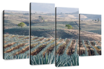 Tequila Jalisco Agave Field Wall Art