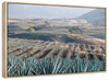 Tequila Jalisco Agave Field Wall Art