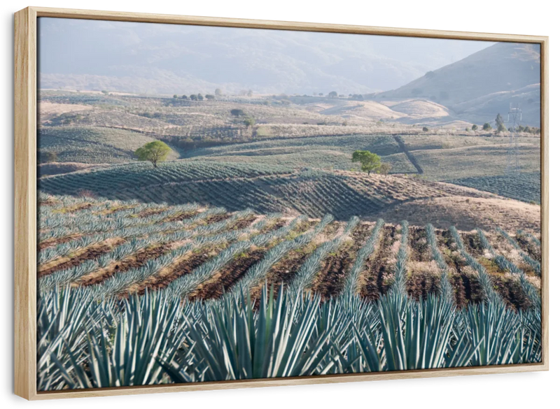Tequila Jalisco Agave Field Wall Art