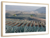 Tequila Jalisco Agave Field Wall Art