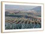 Tequila Jalisco Agave Field Wall Art