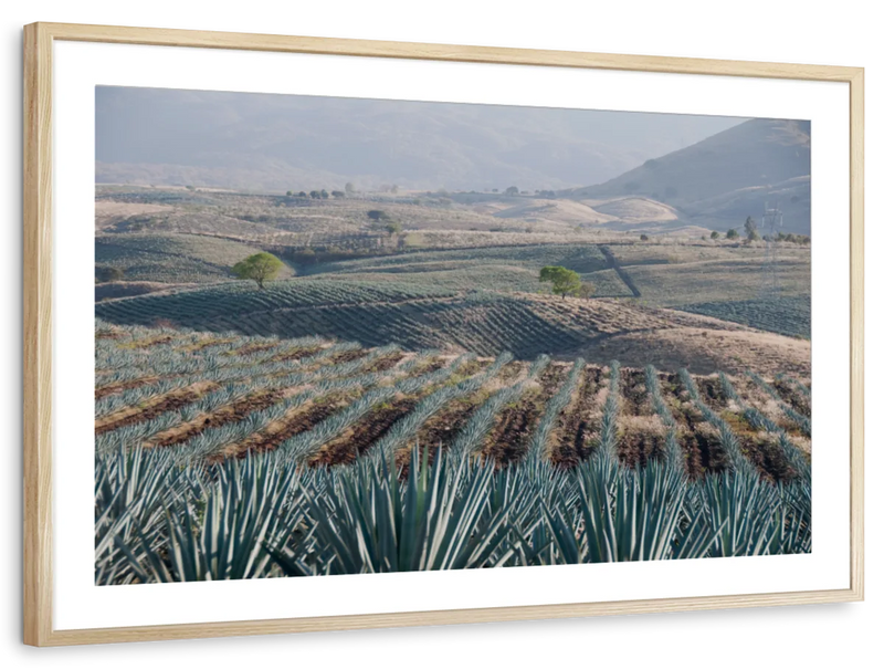 Tequila Jalisco Agave Field Wall Art