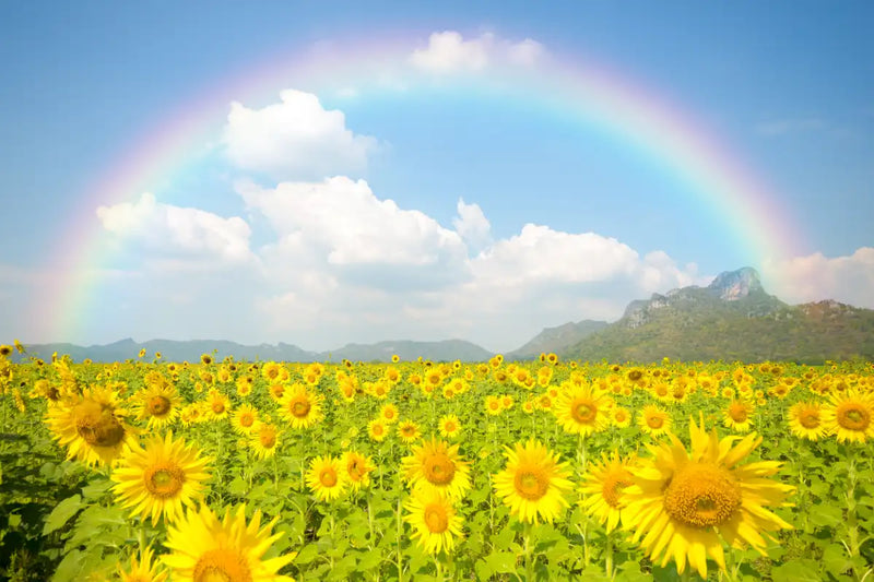 Rainbow Wall Art
