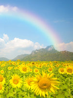 Rainbow Wall Art
