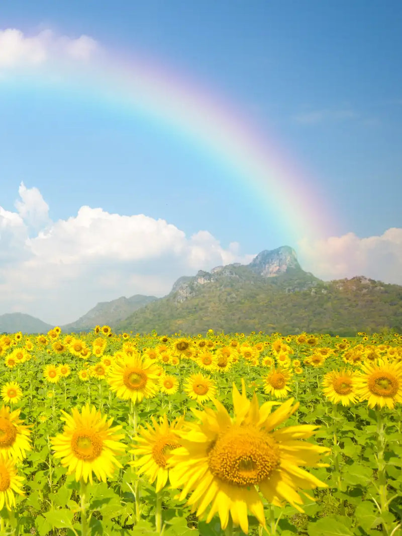 Rainbow Wall Art