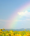 Rainbow Wall Art
