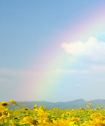 Rainbow Wall Art