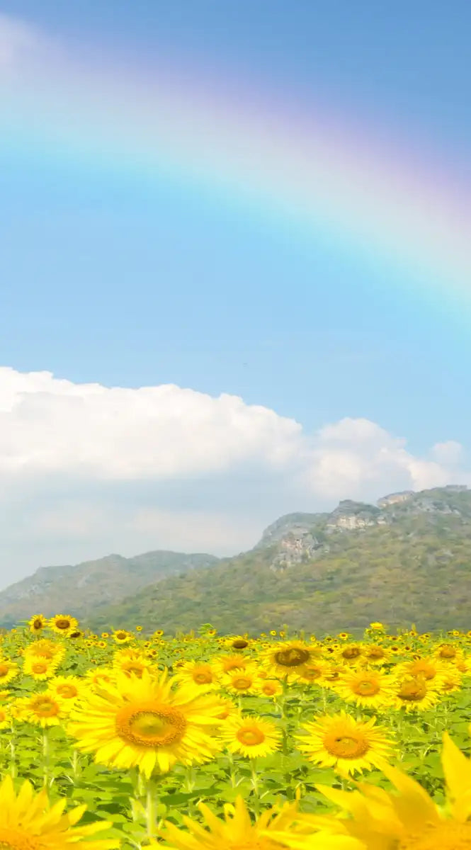 Rainbow Wall Art
