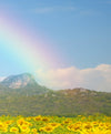 Rainbow Wall Art