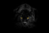Rare Black Panther Wall Art