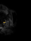 Rare Black Panther Wall Art