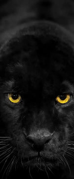 Rare Black Panther Wall Art