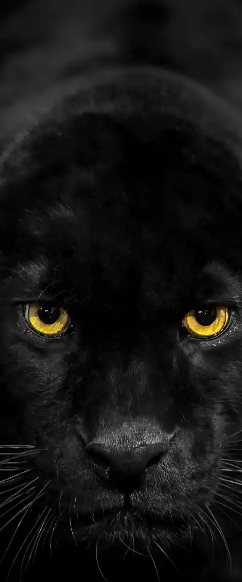 Rare Black Panther Wall Art