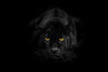 Rare Black Panther Wall Art