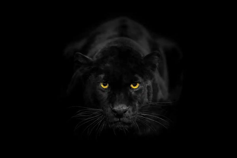 Rare Black Panther Wall Art