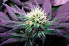 Rare Cannabis Plant Wall Art