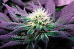 Rare Cannabis Plant Wall Art
