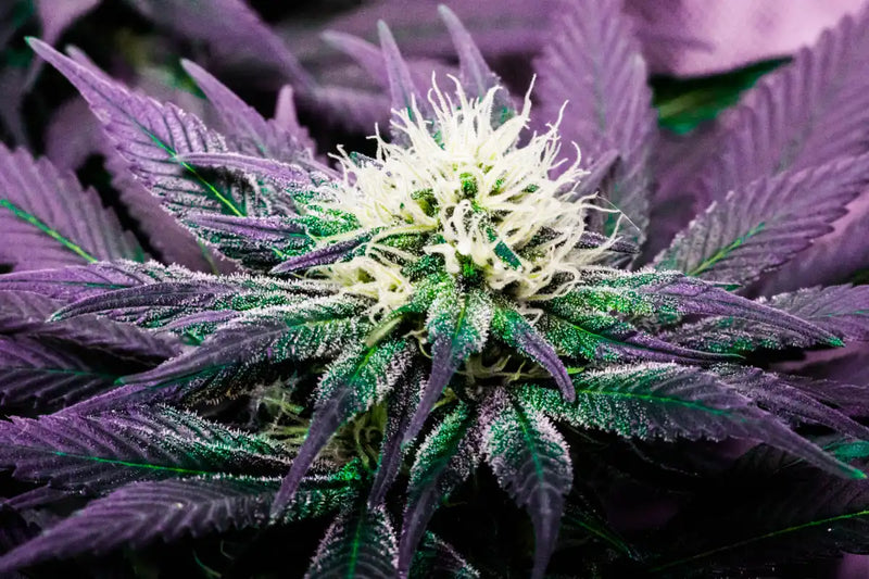 Rare Cannabis Plant Wall Art