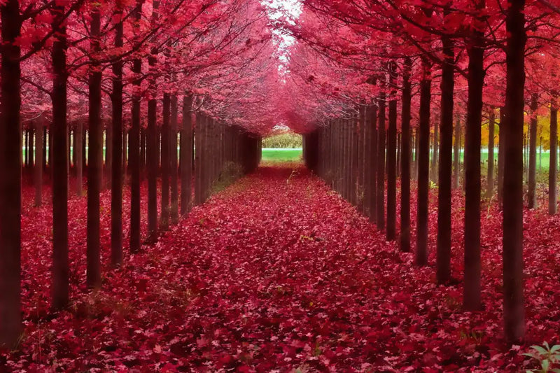 Red Forest Wall Art