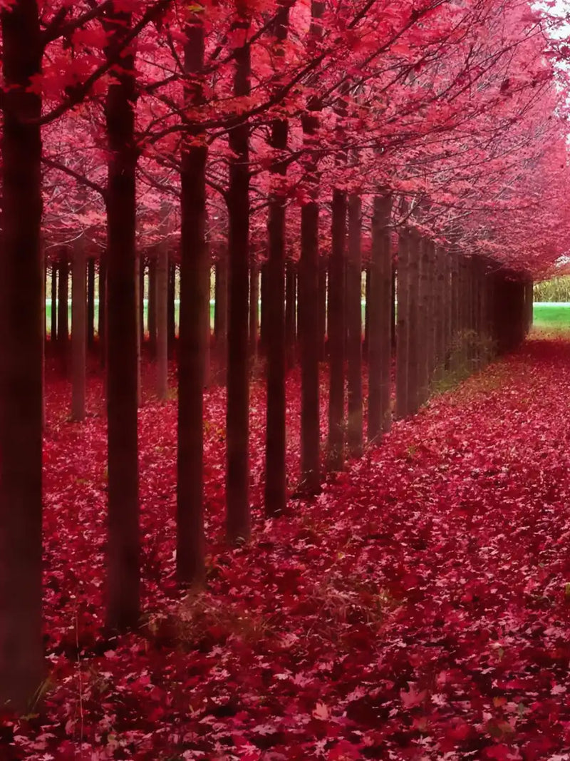 Red Forest Wall Art
