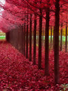 Red Forest Wall Art