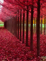 Red Forest Wall Art