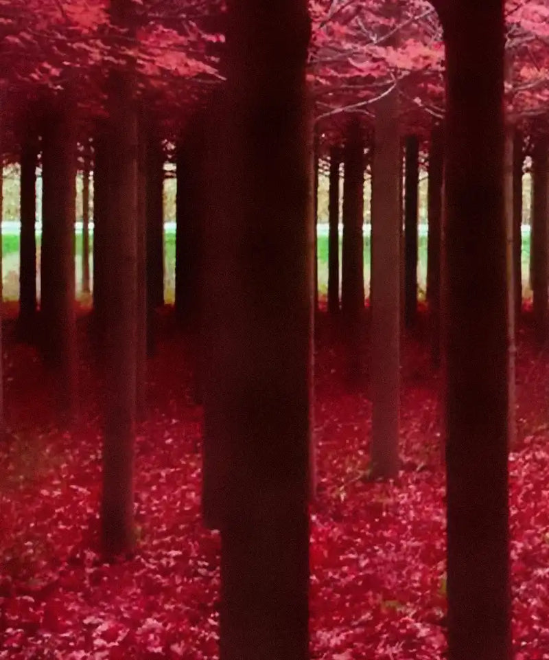 Red Forest Wall Art