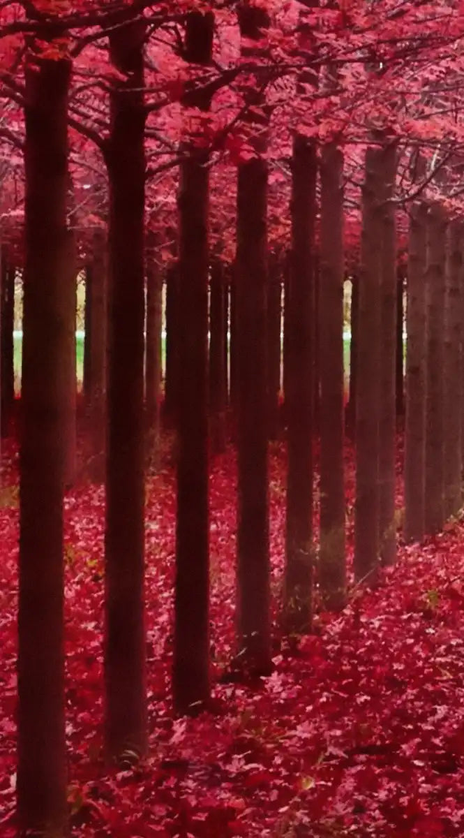 Red Forest Wall Art