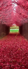 Red Forest Wall Art