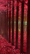Red Forest Wall Art