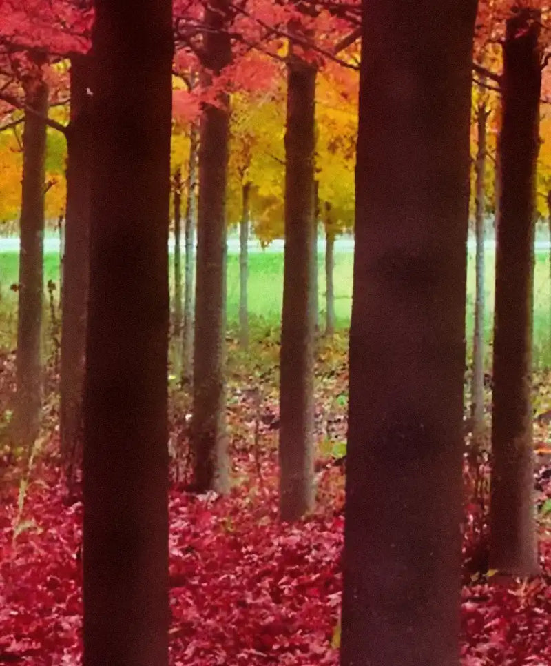 Red Forest Wall Art