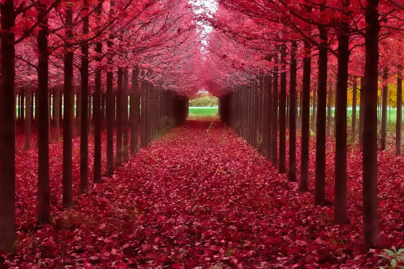 Red Forest Wall Art