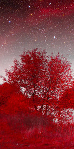 Red Mystical Spring Wall Art