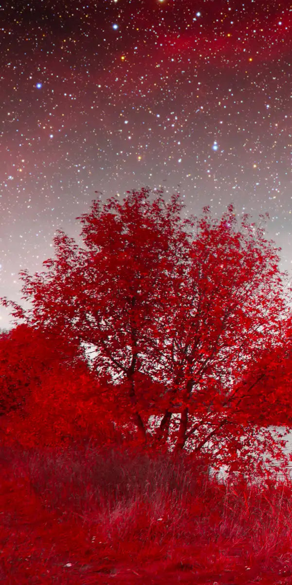 Red Mystical Spring Wall Art