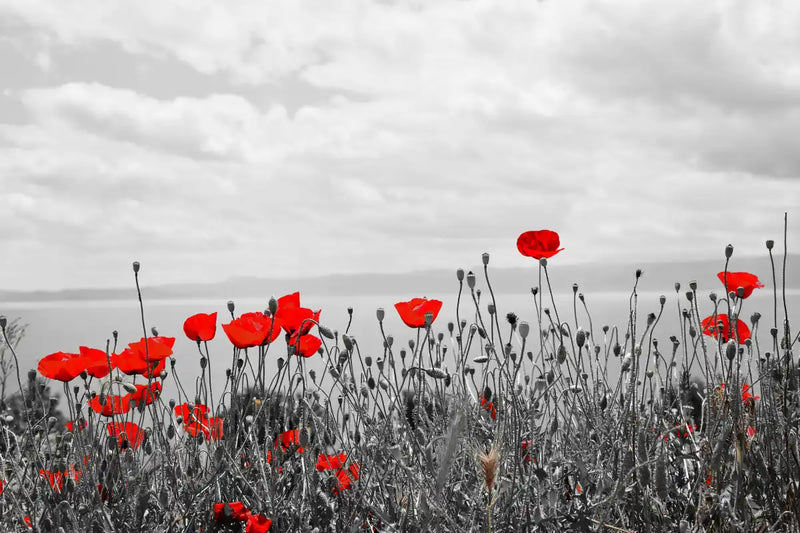 Red Poppy Field Pop Wall Art