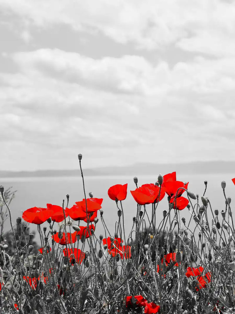 Red Poppy Field Pop Wall Art