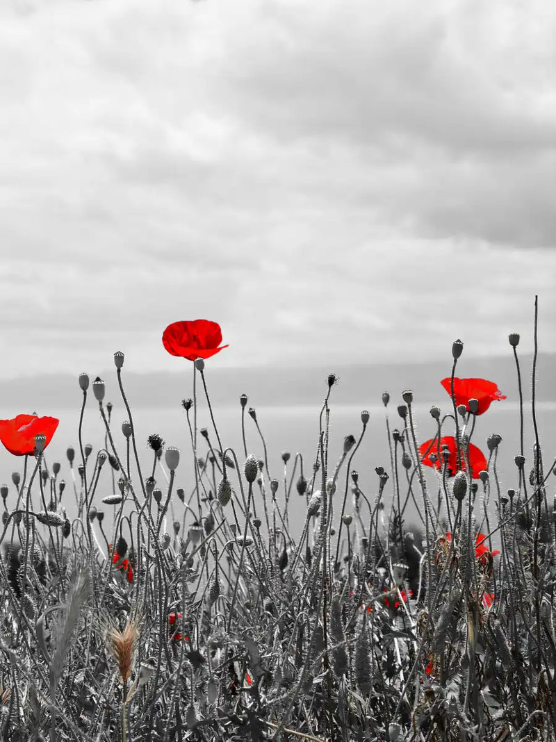 Red Poppy Field Pop Wall Art