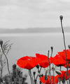 Red Poppy Field Pop Wall Art