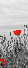 Red Poppy Field Pop Wall Art