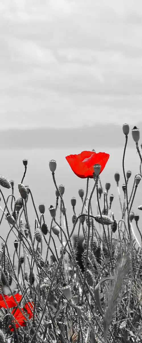 Red Poppy Field Pop Wall Art