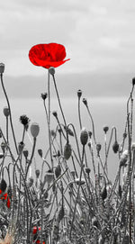Red Poppy Field Pop Wall Art