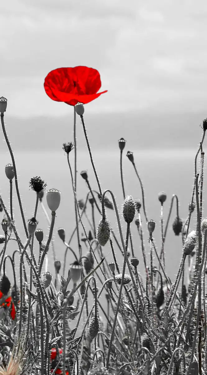 Red Poppy Field Pop Wall Art