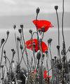 Red Poppy Field Pop Wall Art