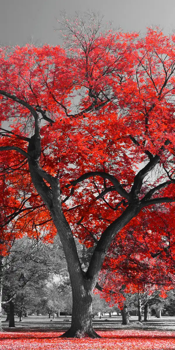 Red Tree Wall Art