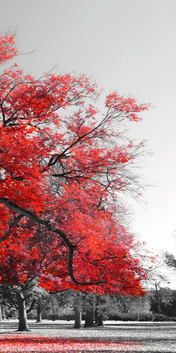Red Tree Wall Art