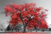 Red Tree Wall Art